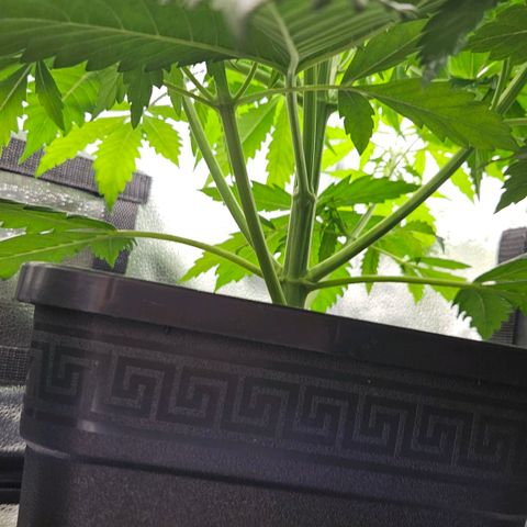 Northern Lights #2 growlog timeline photo