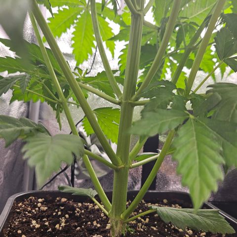 Northern Lights #1  growlog timeline photo