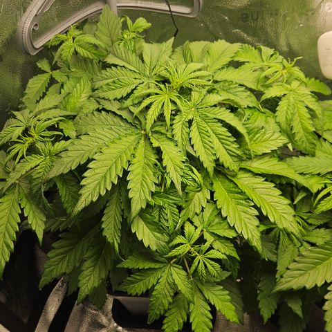 Northern Lights #1  growlog timeline photo