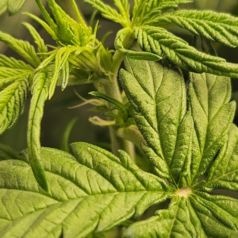 Northern Lights #1  growlog timeline photo