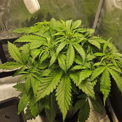 Northern Lights #2 growlog timeline photo