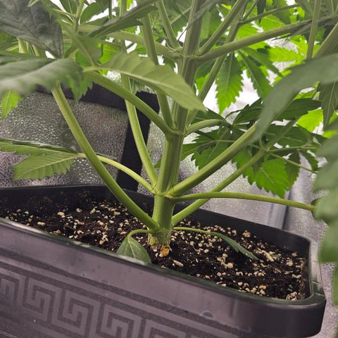 Northern Lights #2 growlog timeline photo
