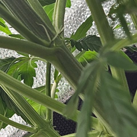 Northern Lights #2 growlog timeline photo