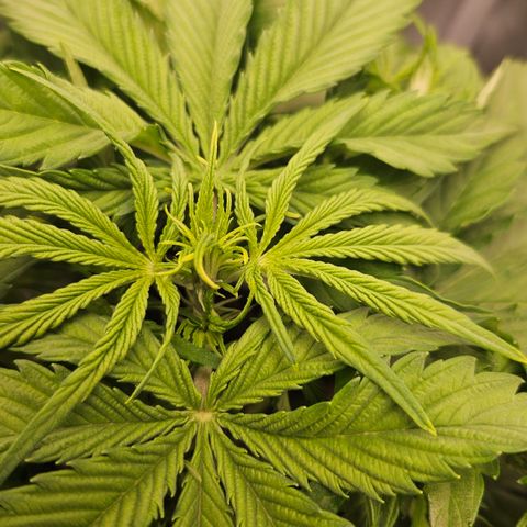 Northern Lights #2 growlog timeline photo