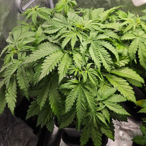Northern Lights #1  growlog timeline photo