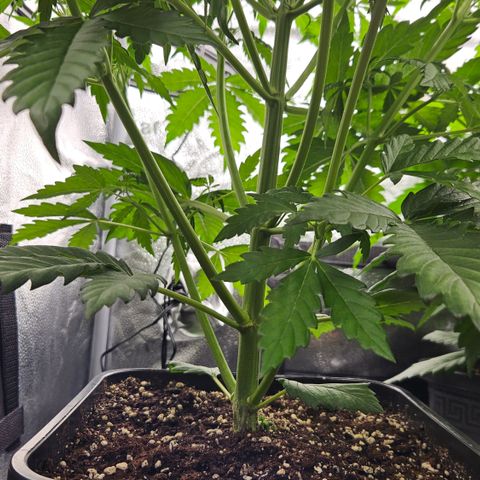 Northern Lights #1  growlog timeline photo