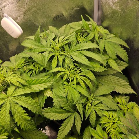 Northern Lights #2 growlog timeline photo