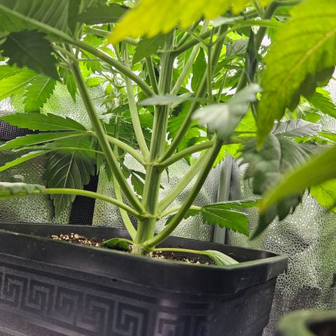 Northern Lights #2 growlog timeline photo