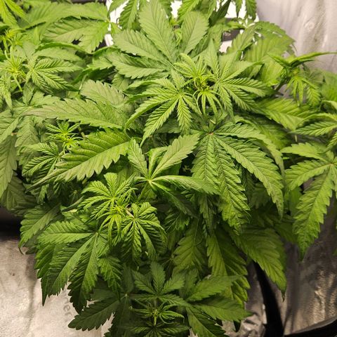 Northern Lights #1  growlog timeline photo