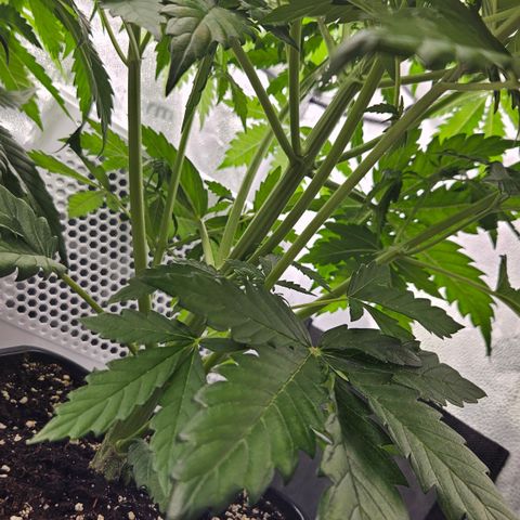 Northern Lights #1  growlog timeline photo
