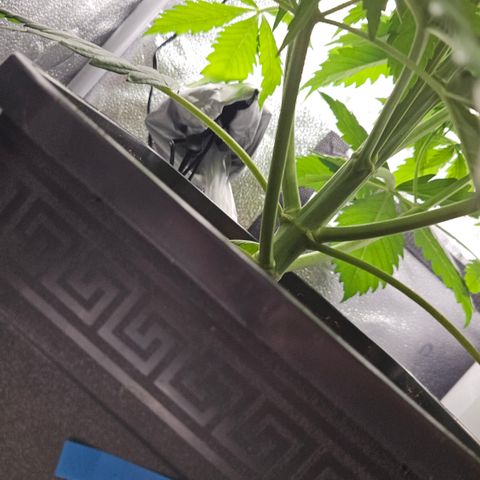 Northern Lights #2 growlog timeline photo