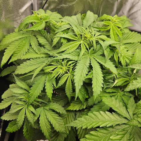 Northern Lights #2 growlog timeline photo