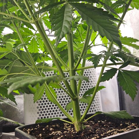 Northern Lights #1  growlog timeline photo