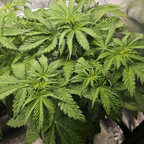 Northern Lights #1  growlog timeline photo