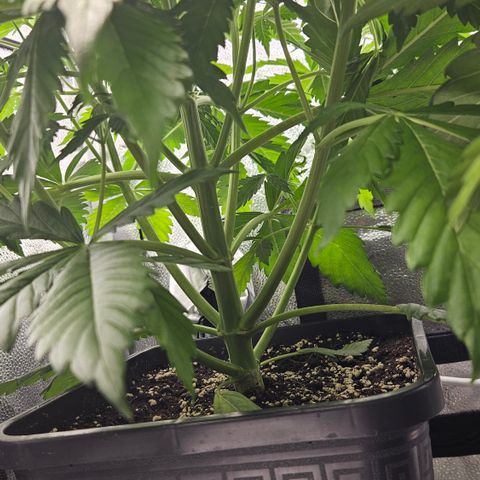 Northern Lights #2 growlog timeline photo