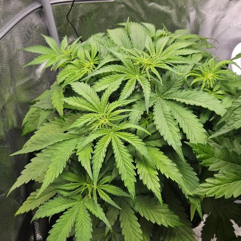 Northern Lights #2 growlog timeline photo