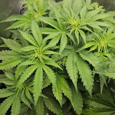 Northern Lights #2 growlog timeline photo