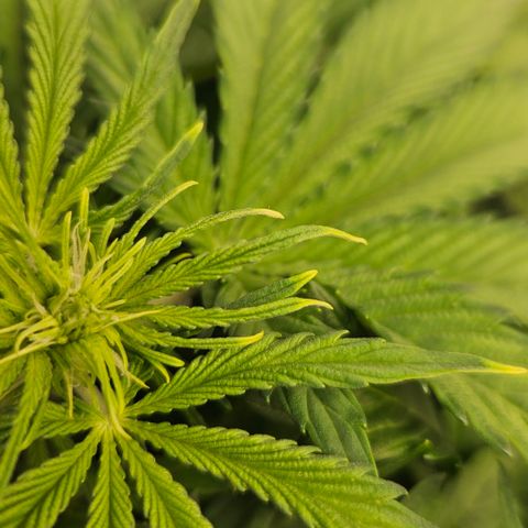 Northern Lights #2 growlog timeline photo