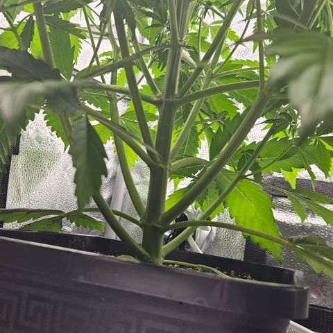 Northern Lights #2 growlog timeline photo