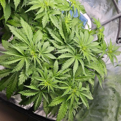 Northern Lights #1  growlog timeline photo