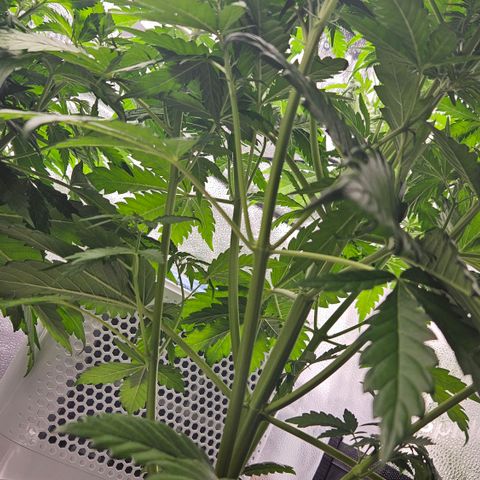 Northern Lights #1  growlog timeline photo