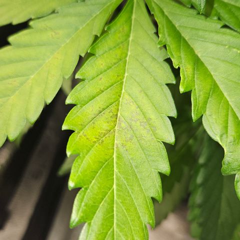 Northern Lights #2 growlog photo: Possible deficit ⚠️
