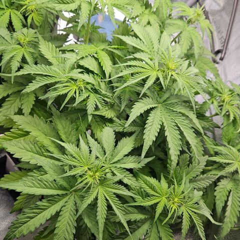Northern Lights #1  growlog timeline photo