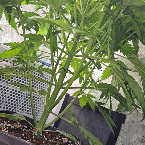 Northern Lights #1  growlog timeline photo