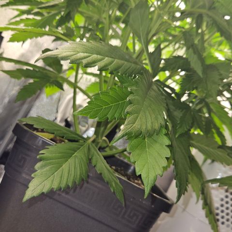 Northern Lights #2 growlog timeline photo