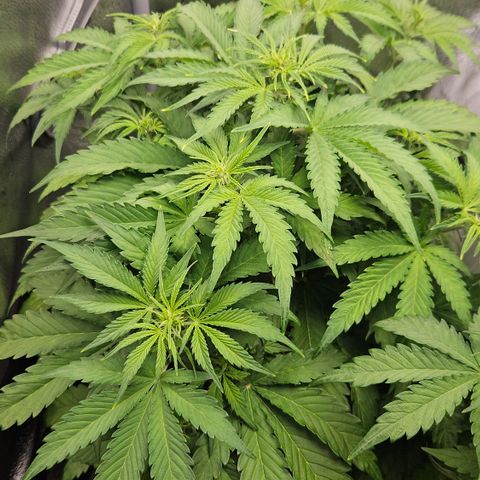 Northern Lights #2 growlog timeline photo
