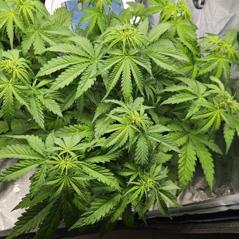 Northern Lights #1  growlog timeline photo