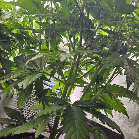 Northern Lights #1  growlog timeline photo