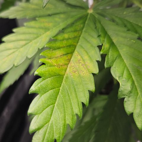 Northern Lights #2 growlog timeline photo