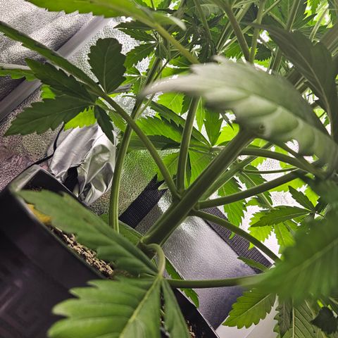 Northern Lights #2 growlog timeline photo