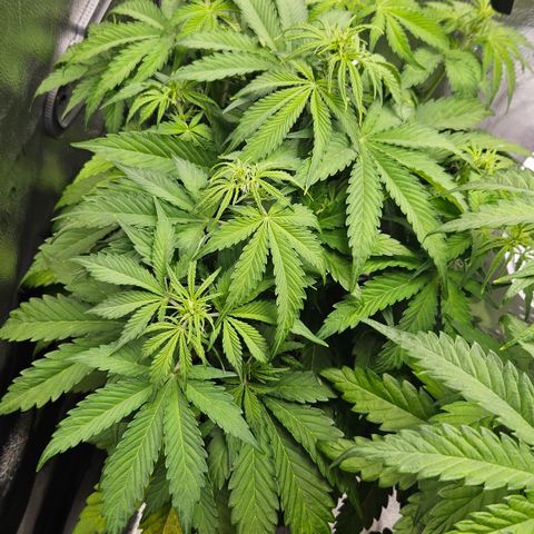 Northern Lights #2 growlog timeline photo