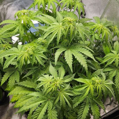Northern Lights #1  growlog timeline photo