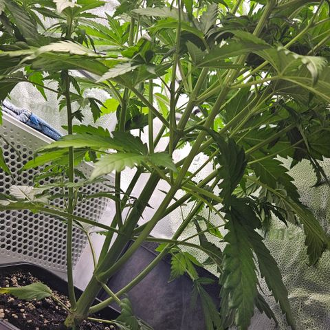Northern Lights #1  growlog timeline photo