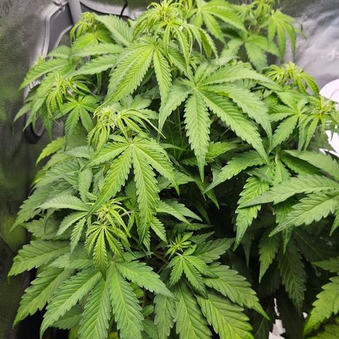 Northern Lights #2 growlog timeline photo
