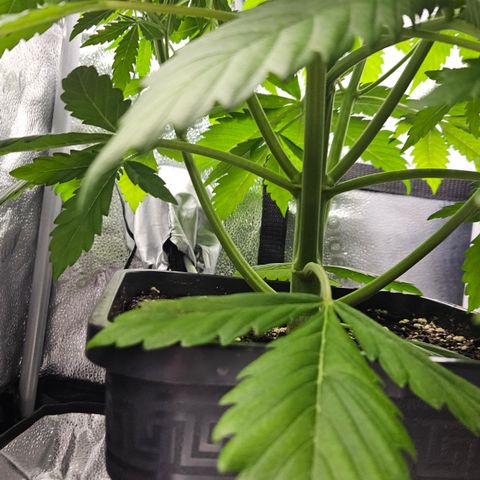 Northern Lights #2 growlog timeline photo