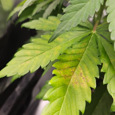 Northern Lights #2 growlog timeline photo