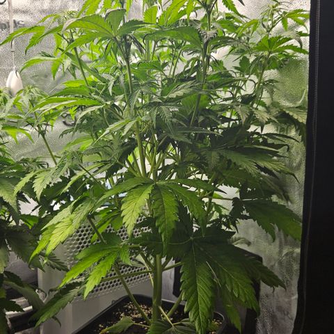 Northern Lights #1  growlog timeline photo