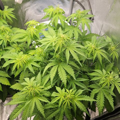 Northern Lights #1  growlog timeline photo