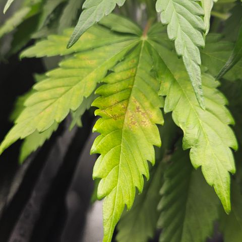 Northern Lights #2 growlog timeline photo
