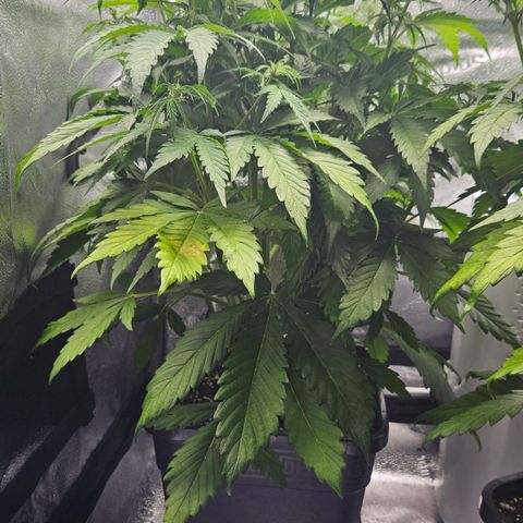 Northern Lights #2 growlog timeline photo