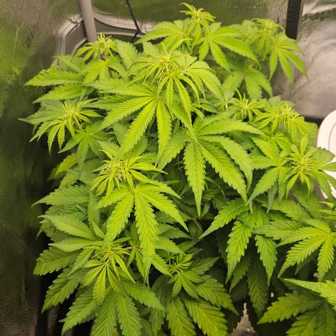 Northern Lights #2 growlog timeline photo