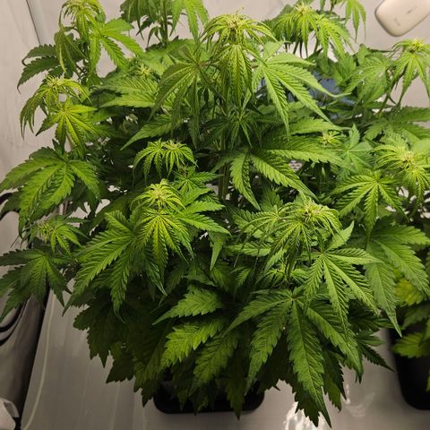 Northern Lights #2 growlog timeline photo
