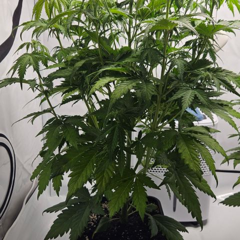 Northern Lights #2 growlog timeline photo