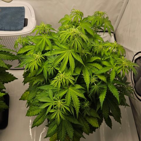 Northern Lights #1  growlog timeline photo