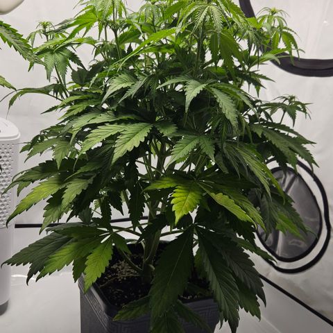 Northern Lights #1  growlog timeline photo
