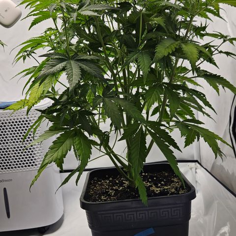 Northern Lights #2 growlog timeline photo